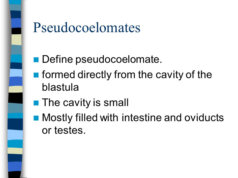A pseudocoelomate testtervezésű aschelminthes